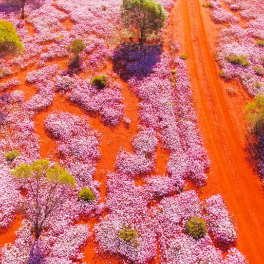 Take a walk through the wildflower landscapes of Western Australia